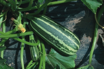 Picture of Marrow Bush Baby F1